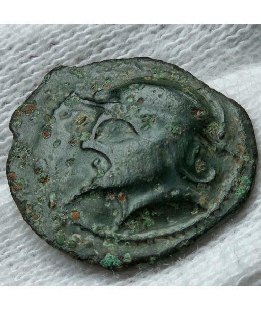 Suessons - Bronze CRICIRV - Barbu